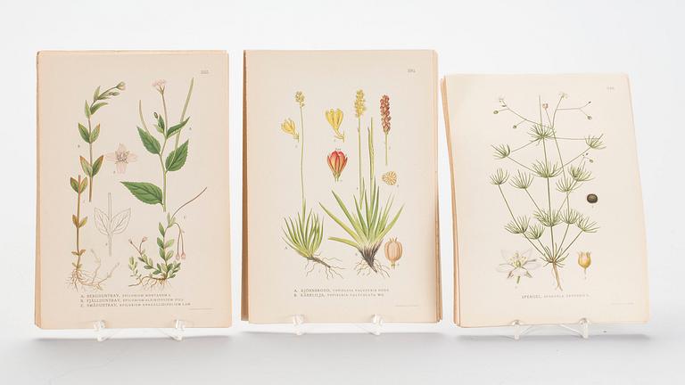 LITOGRAFISKA TRYCK, ca 90 st, "Nordens Flora", C A Lindman, A. Börtzells, Stockholm, 1900-talets första hälft.