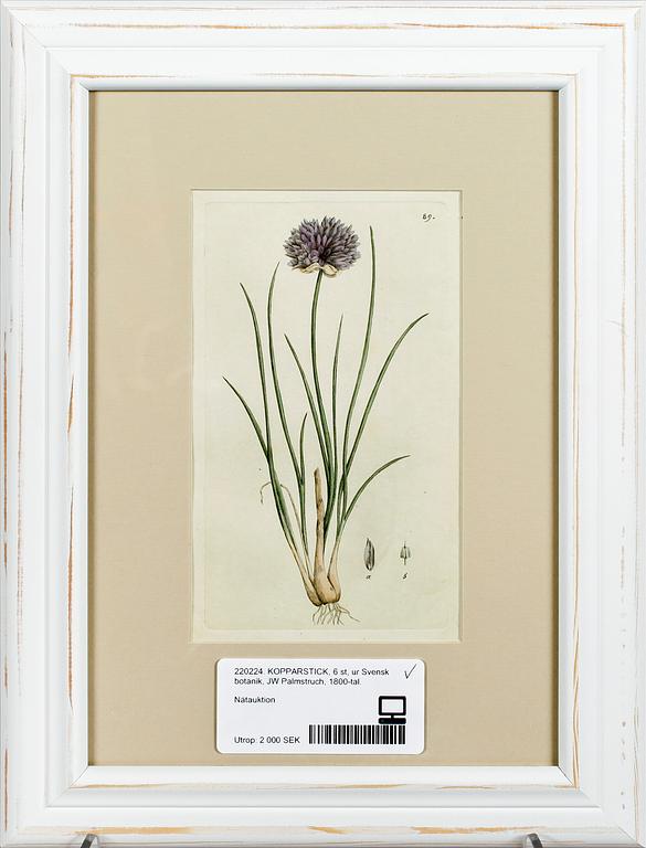 KOPPARSTICK, 6 st, ur Svensk botanik, JW Palmstruch, 1800-tal.