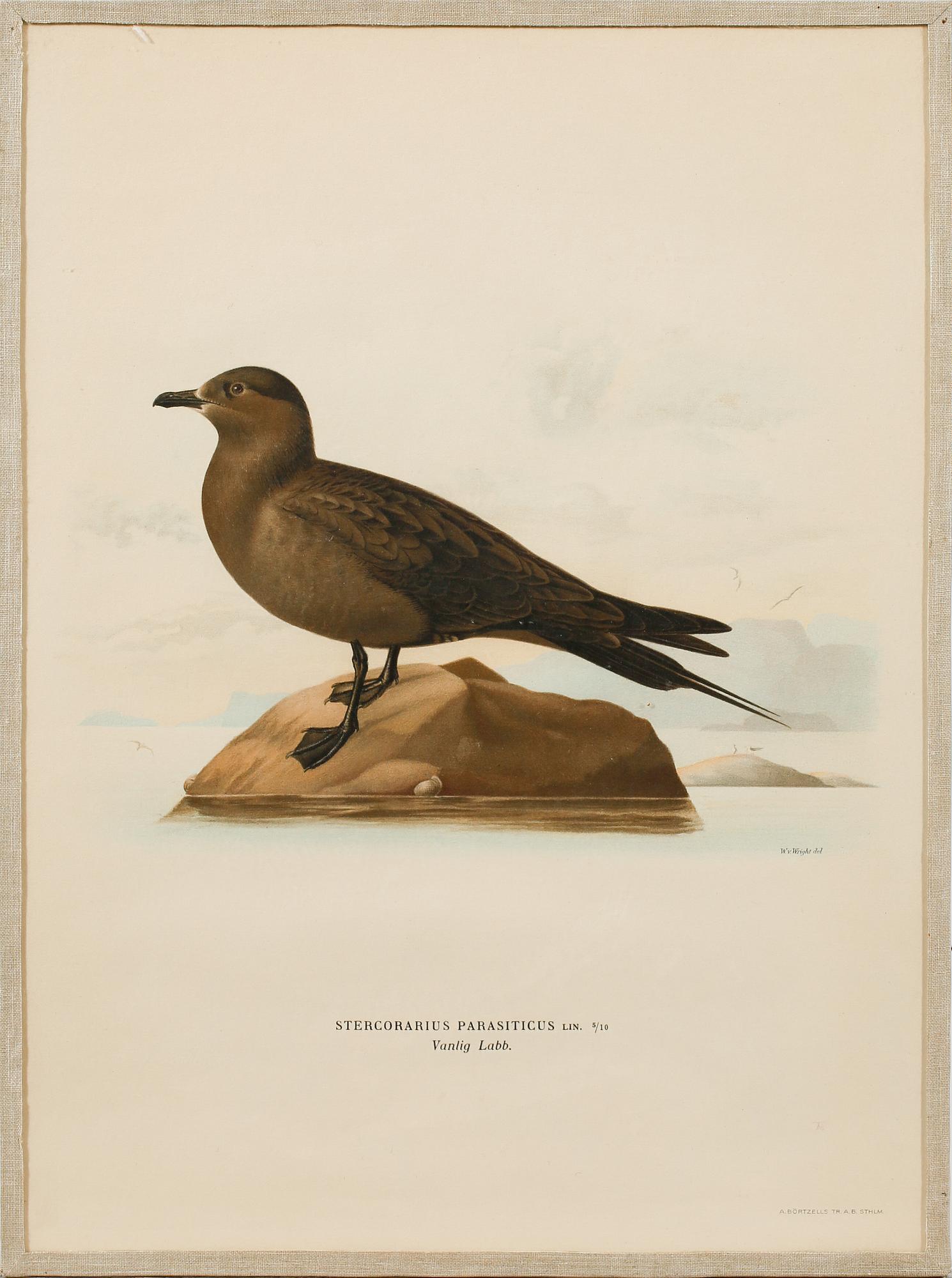 Ten prints from M and W von Wrights book "Svenska fåglar", printed at A. Börtzells in Stockholm, 20th century.