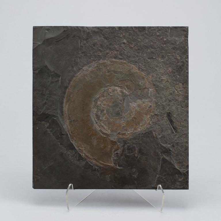 FOSSIL, ammonit.