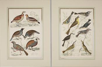 ALEXANDER WILSON, gravyrer, 2 st, handkolorerade.