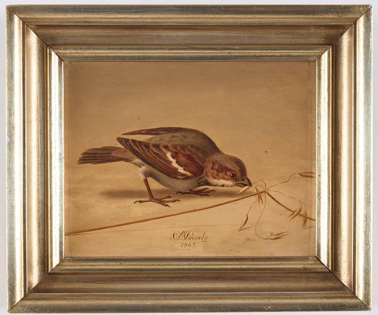 Christian August Printz, Gråsparv (Passer domesticus).