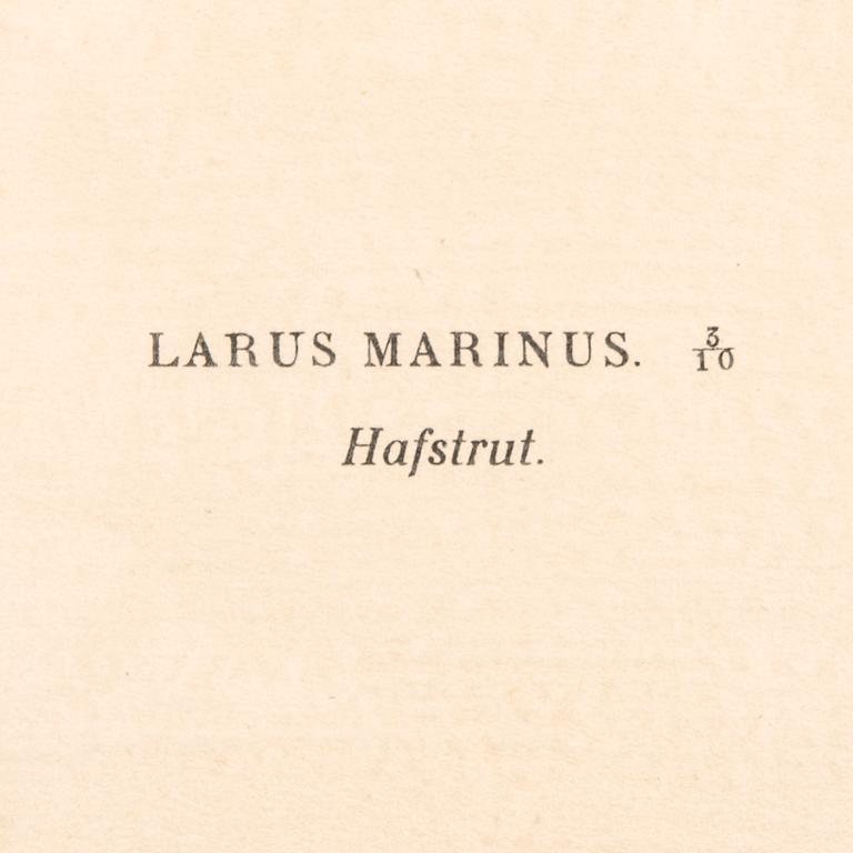 LITOGRAFIER, 4 st, efter von Wright, Magnus, Wilhelm & Ferdinand & Hallberg, Bror. A. Börtzell, Stockholm.