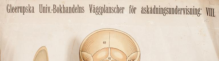 MAPP/PLANSCH, anatomi. Gleerupska Univ.- Bokhandelns Väggplanscher för åskådningsundervisning: VIII.