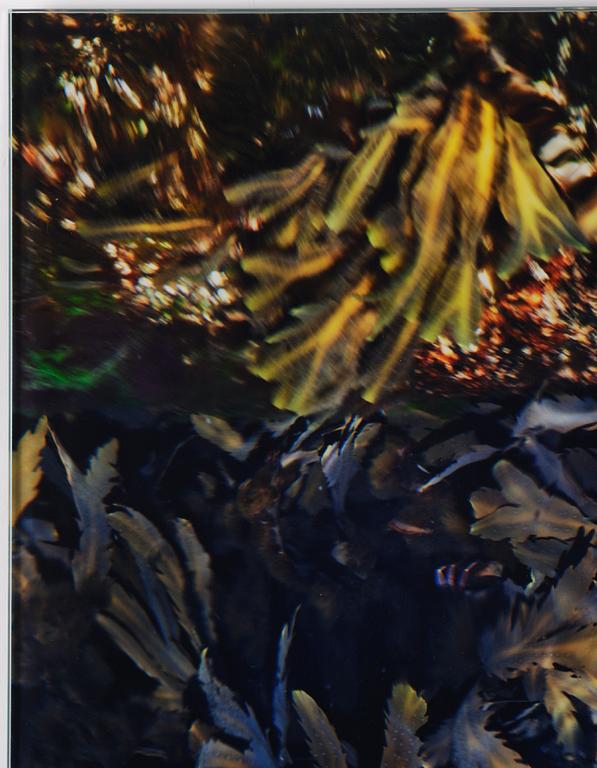 Lena Koller, "Tång", 2013.