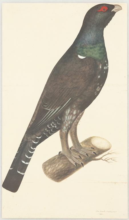 Olof Rudbeck d.y., 'Svenska fåglar (Swedish birds)'.