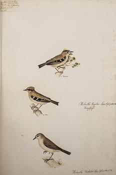 MAPP, OLOF RUDBECK DY, "Portföljen", med kommentar av Gunnar Brusewitz och Tomas Anfält.