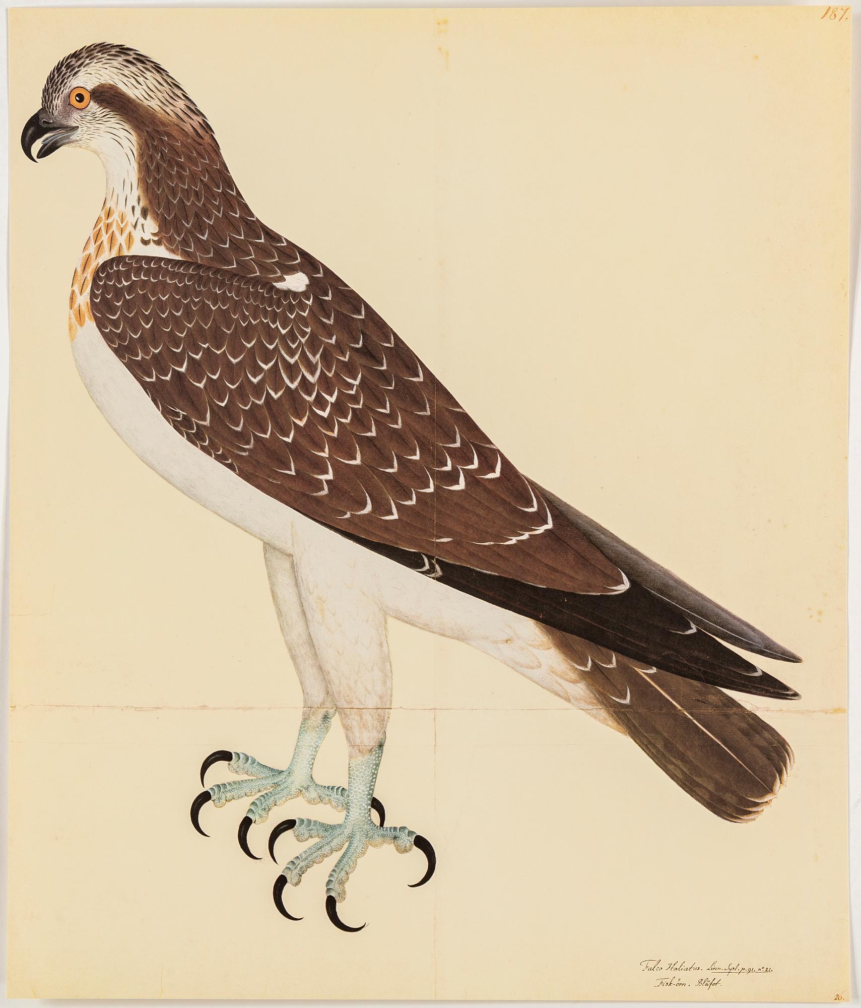 Olof Rudbeck the younger, after, a portfolio and two books, 1985. Numbered 285/1499.