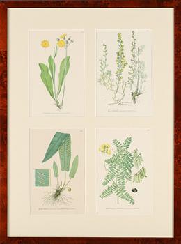 GRAFISKA TRYCK, 8 st, "Nordens flora", C.A.M Lindman, A. Börtzells, Stockholm, 1900-talets första hälft.