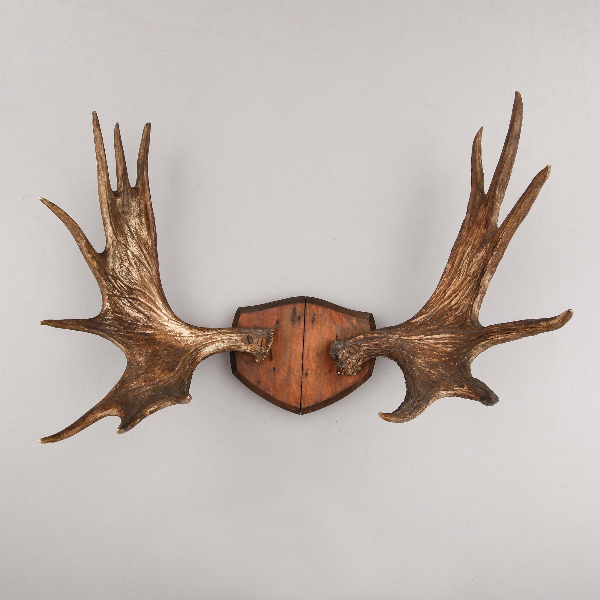 JAKTTROFÈ, älghorn, 1900-tal.