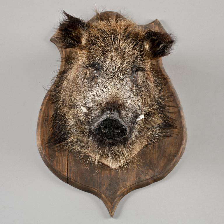 JAKTTROFÉ, vildsvinshuvud, 1900-tal.