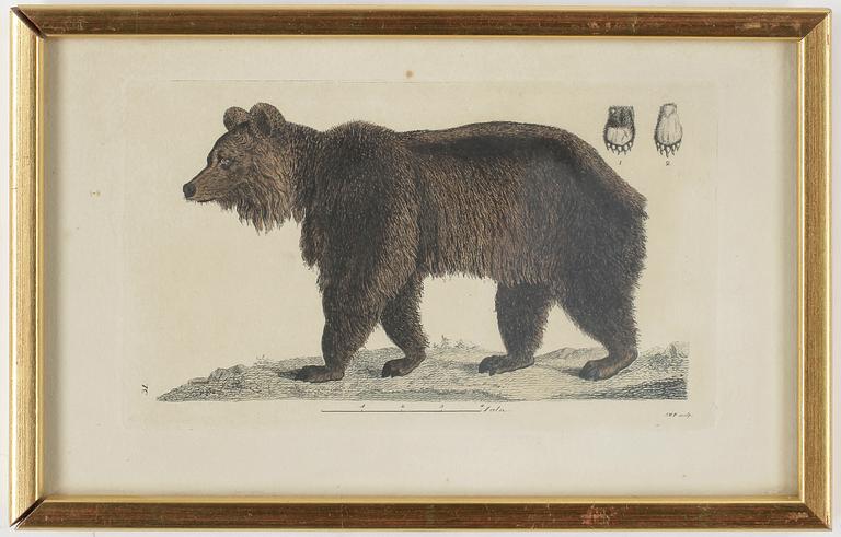 ZOOLOGISKA PLANSCHER, 5st, kolorerade gravyer, 1800-talets första hälft.