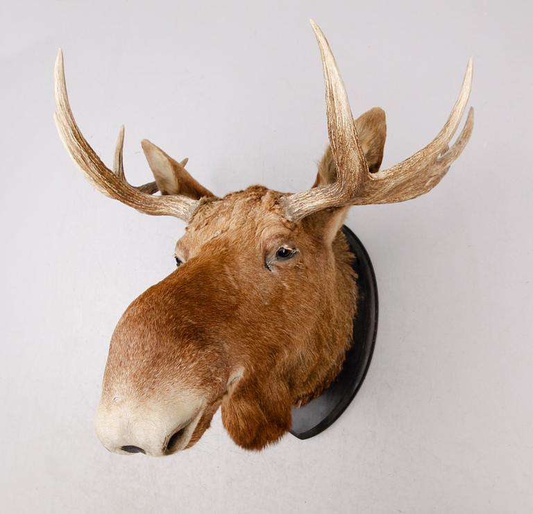TAXIDERMI - Älg, 1900-tal.