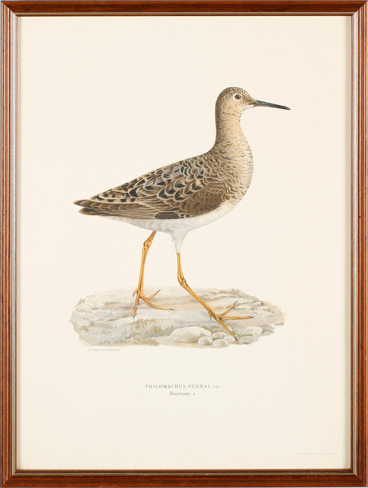 LITOGRAFISKA TRYCK, 13 st, ur von Wrights "Svenska fåglar", A. Börtzells, Stockholm.