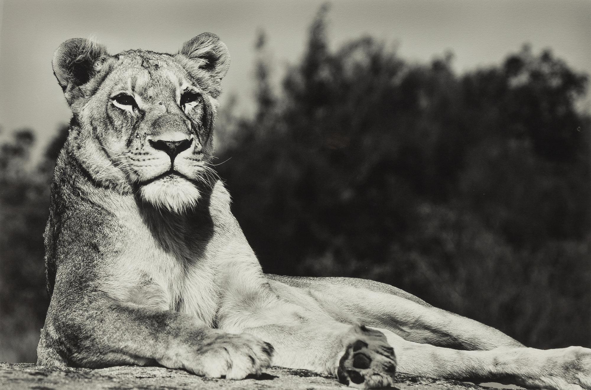 Håkan Ludwigson, 'Londolozi', 2008.