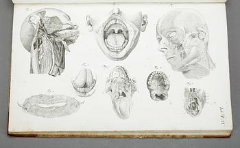 BOK, G H R Loders, "Tabulae Anatomicae Splanchologia", omkr år 1800.