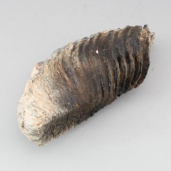 MAMMUTTAND, vikt ca 4,2 kg.