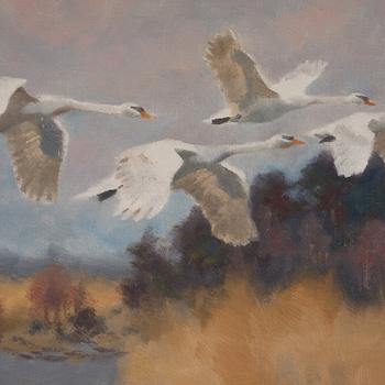 Bruno Liljefors, Swans in flight.