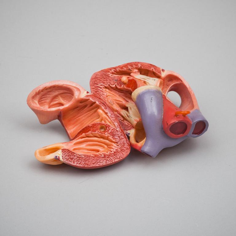 ANATOMISK BYST, 1900-tal.