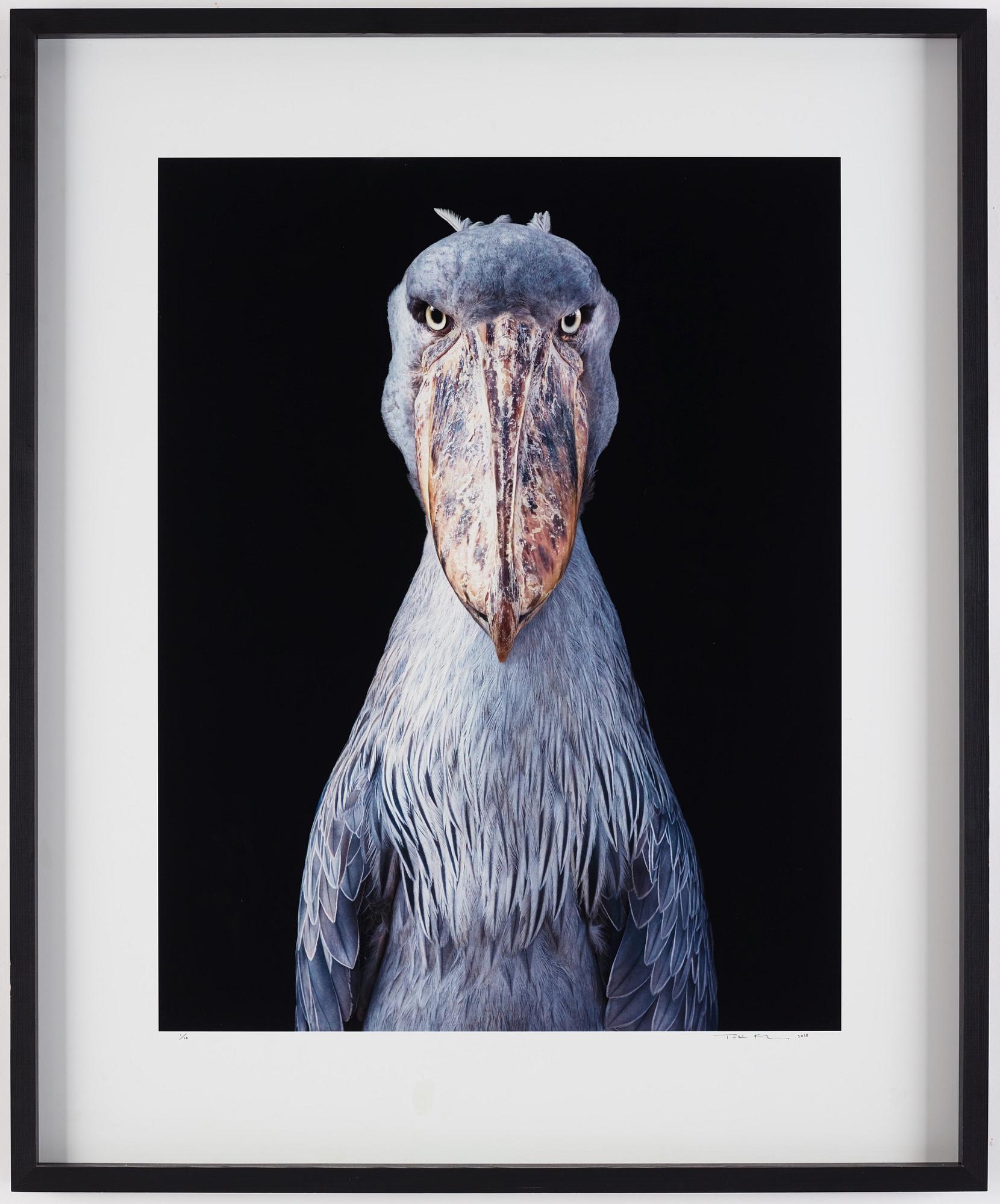 Tim Flach, "Shoebill", 2018.