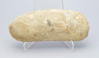 FOSSIL. Fiskfossil.
