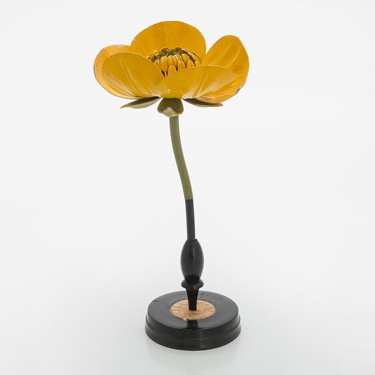 Robert Brendel, a botanical model, R. & R. Brendel. Poland, turn of the 20th century.