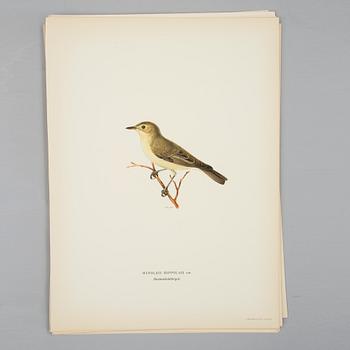 A set of 30 lithographic prints from "Svenska Fåglar" by von Wright brothers.
