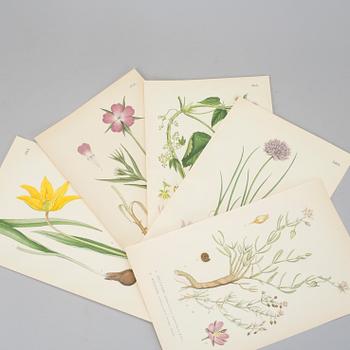 LITHOGRAPHIC PRINTS, approximately 100 psc, "Nordens flora", C.A.M Lindman, first half of the 20th century.