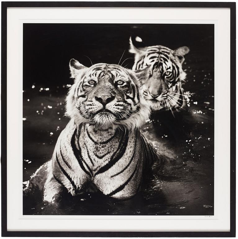 David Yarrow, 'Ranthambore National Park, India, 2013'.