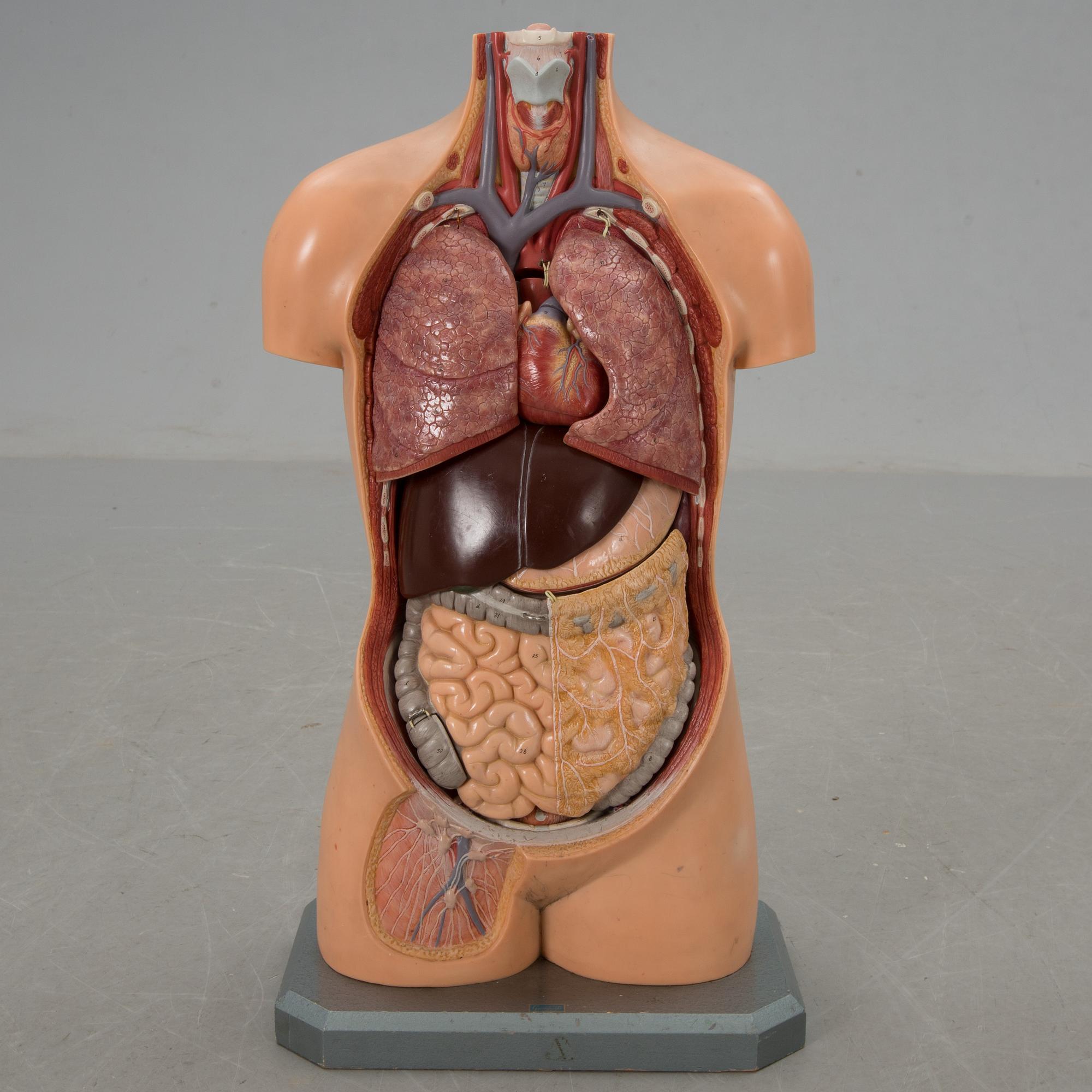 ANATOMISK BYST, hårdplast, Gumperts Skolmaterialhandel, Göteborg, 1950-tal.