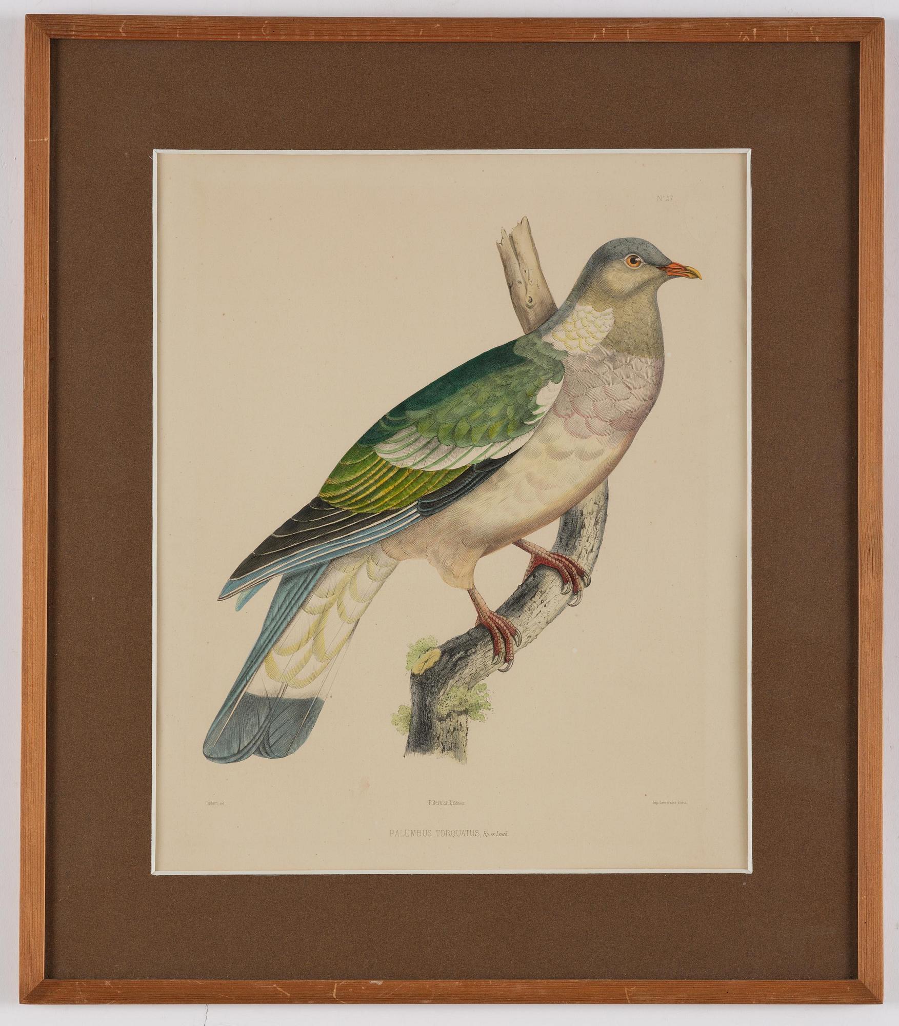 A set of eight plates from "Iconographie des pigeons" by Charles Lucien Bonaparte.