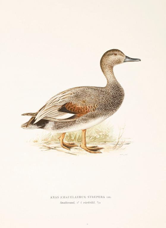 LITOGRAFISKA TRYCK, 100 st, ur von Wrights "Svenska fåglar", 1920-tal.