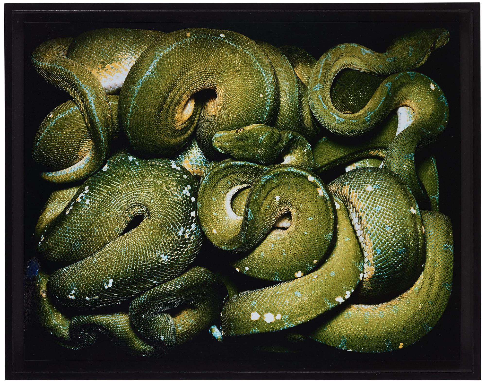 Guido Mocafico, "Morelia Viridis", 2003.