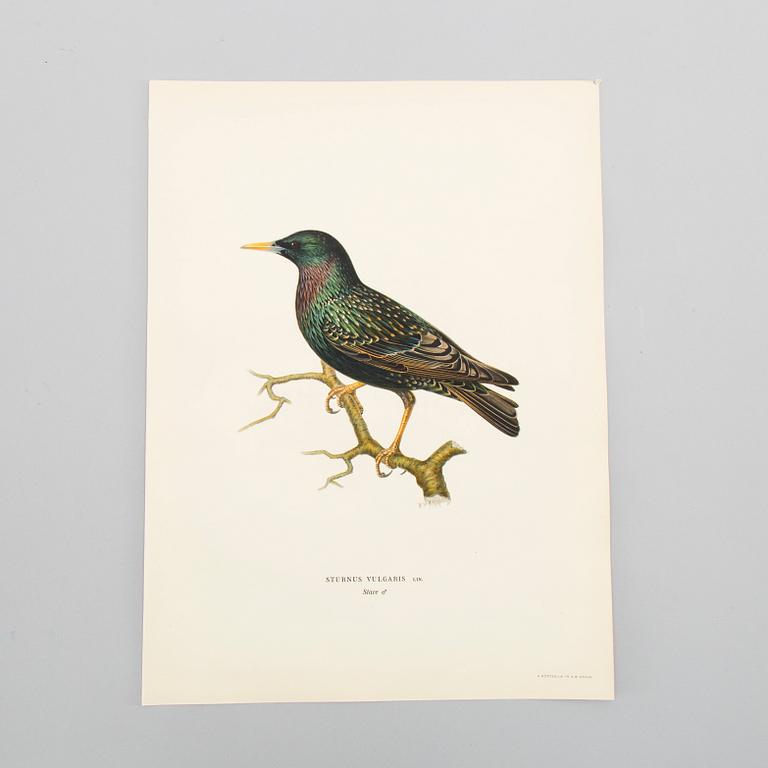 LITOGRAFISKA TRYCK, ca 150 st, Ferdinand von Wright, Börtzells, Stockholm.