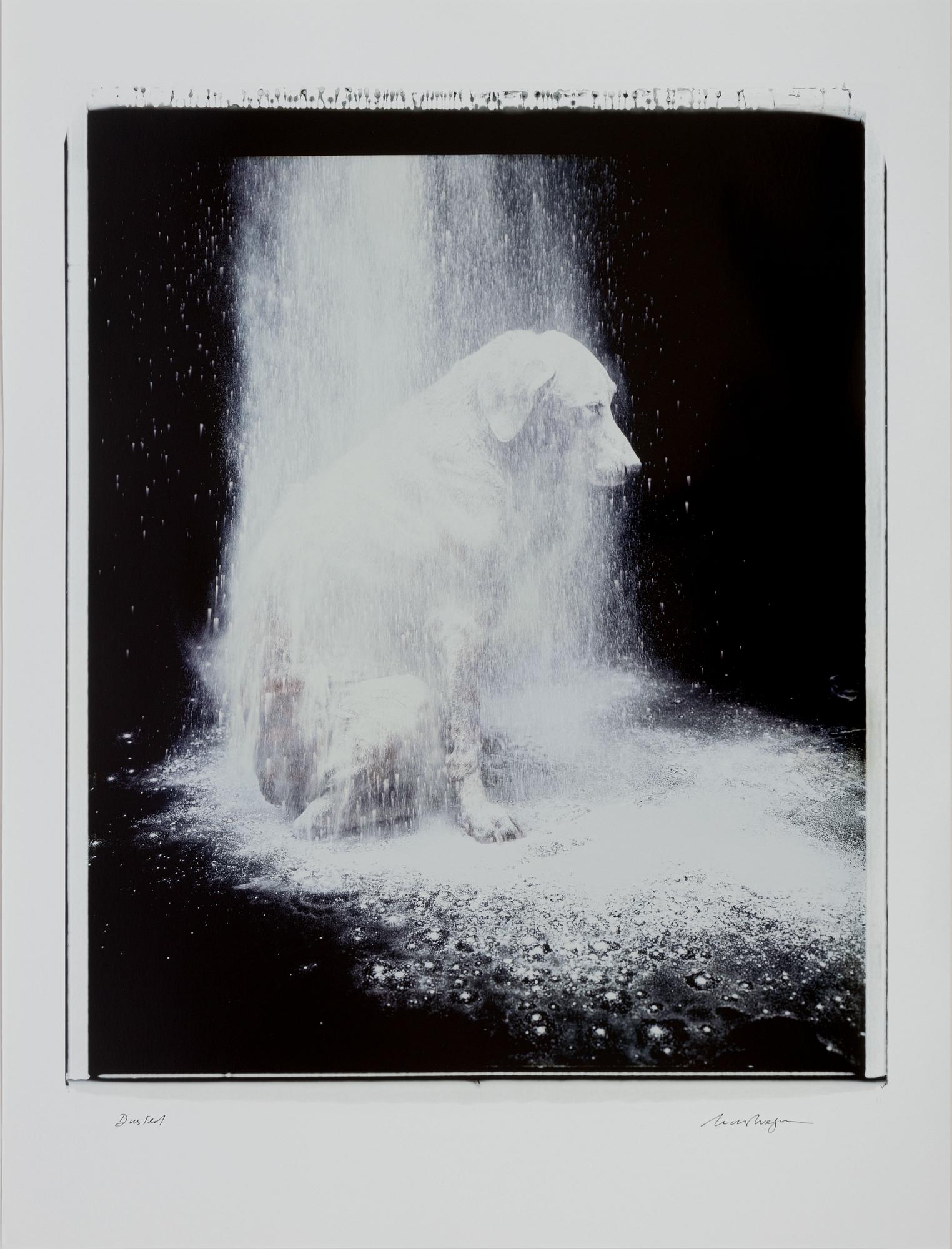 William Wegman, "Dusted".