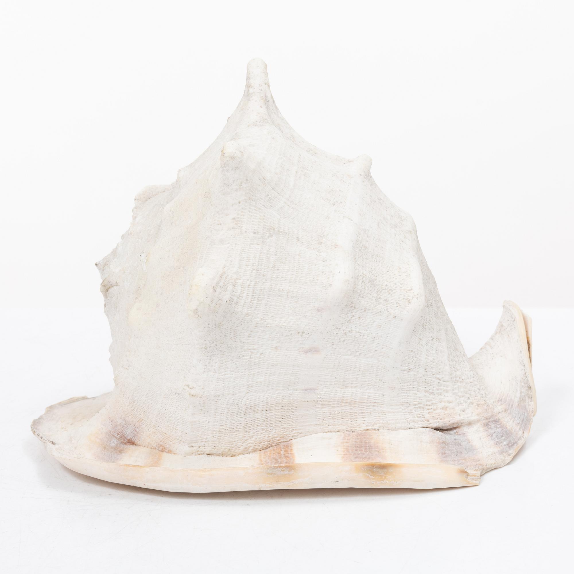 Firma Svenskt Tenn, shells 4 pcs, including one Nautilus shell with a brass mount.