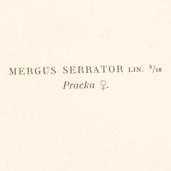 LITOGRAFIER, 4 st, efter von Wright, Magnus, Wilhelm & Ferdinand & Hallberg, Bror. A. Börtzell, Stockholm.