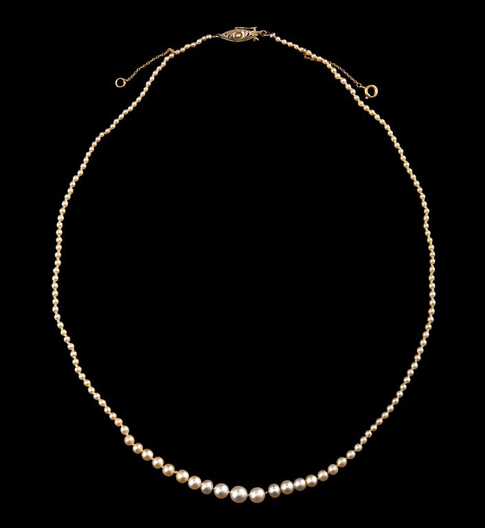 A NECKLACE, oriental pearls, 5,7-1,6 mm. Clasp in 18K gold. 1910/20 s. Length 45 cm.