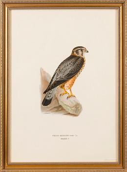 LITHOGRAPHS, 5 pcs, after Wilhelm von Wright and Bror Hallberg. A. Börtzell, Stockholm.