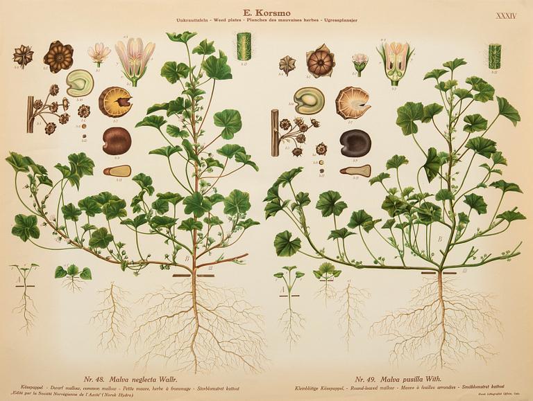Emil Korsmo, 29 lithographic weed plates.