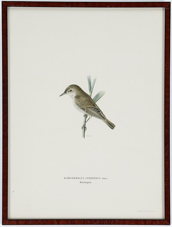 LITOGRAFIER, 12 stycken, ur "Svenska fåglar", Magnus och Wilhelm von Wright, A Börtzells, 1900-talets första hälft.