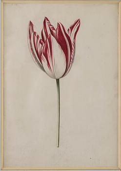 Jacob Marrel Attributed to, Study of flowers (7).