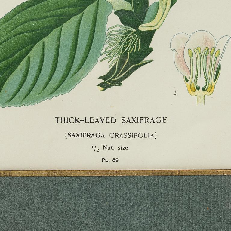 Lithographs, 3+1, late 19th century.