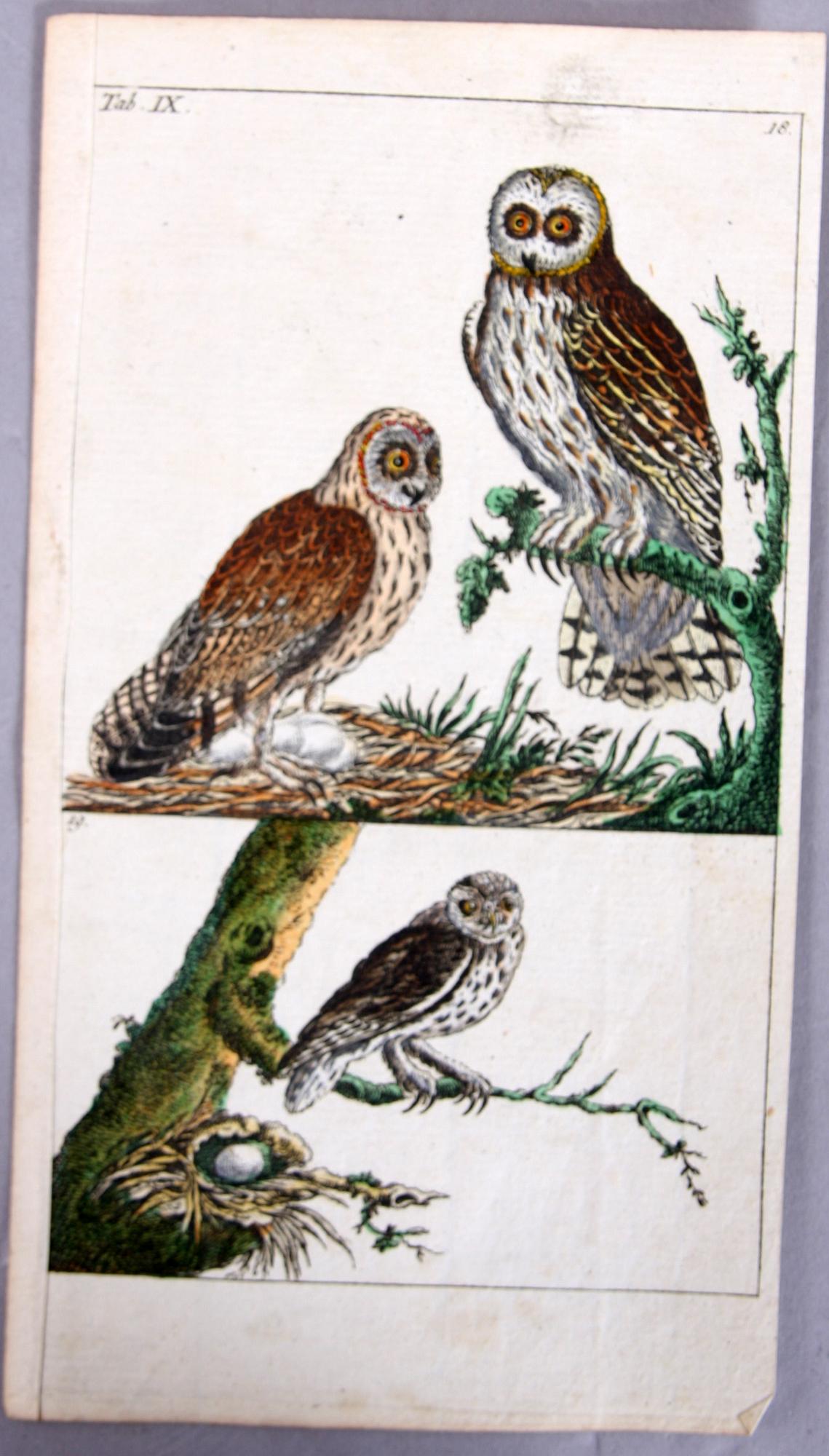 KOPPARSTICK, 4 st, ur Gottlieb Tobias Wilhelm's "Unterhaltungen aus der Naturgeschichte" 1795-c:a 1800.
