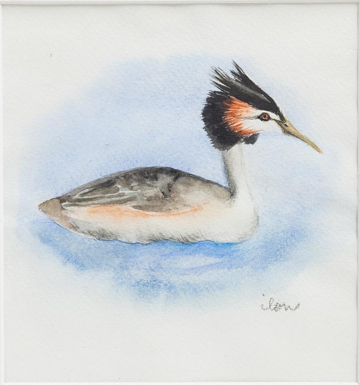 Ilon Wikland, Black-necked grebe.