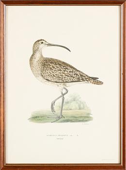 LITOGRAFISKA TRYCK, 13 st, ur von Wrights "Svenska fåglar", A. Börtzells, Stockholm.