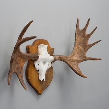 Jakttrofé, älghorn 12 taggar, 1960-tal.