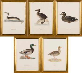 LITOGRAFIER, 5 st, efter Wilhelm von Wright och Bror Hallberg. A. Börtzell, Stockholm.