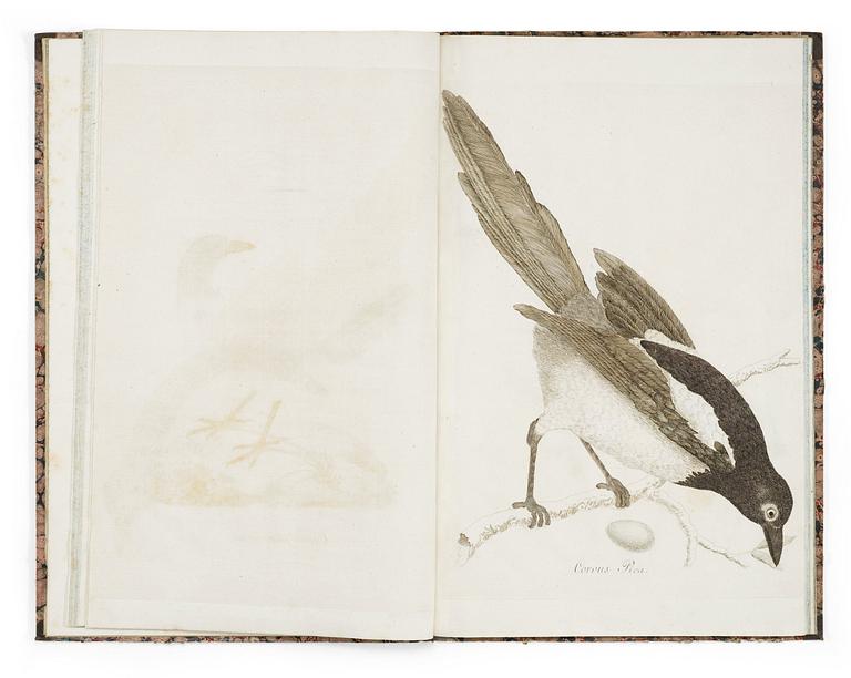 ANDERS SPARRMANN (1748-1820), Svensk Ornithologie med efter naturen colorerade tekningar, Stockholm 1806.