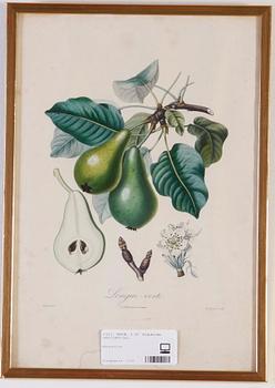 TRYCK, 5 ST. Frankrike, 1800/1900-tal.
